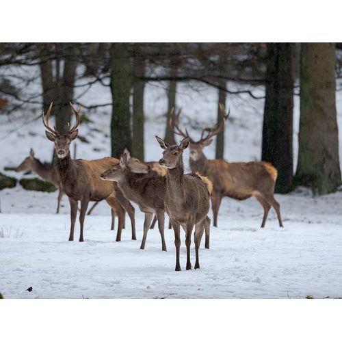 Red deer (Cervus elaphus) during winter Bavarian Forest National Park Germany-Bavaria